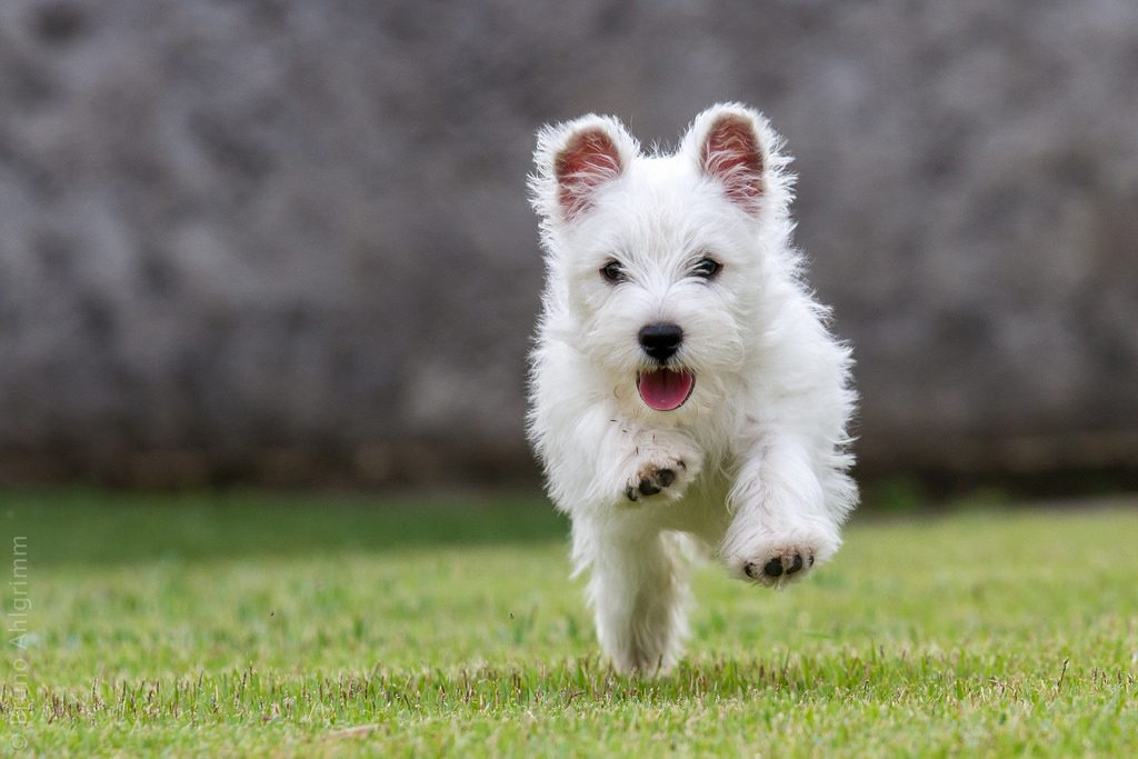 Qué temperamento tienen los perros de raza west highland white terrier