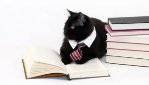 gato abogado