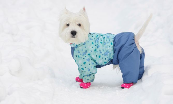 los perros no tienen frío en la nieve