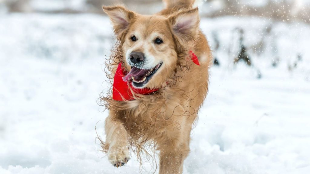 por que a los perros les gusta tanto la nieve