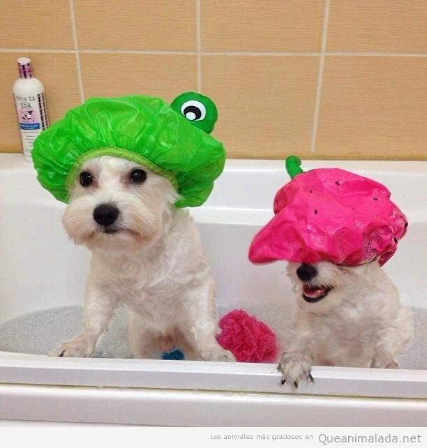 Prepara a tu mascota para el baño