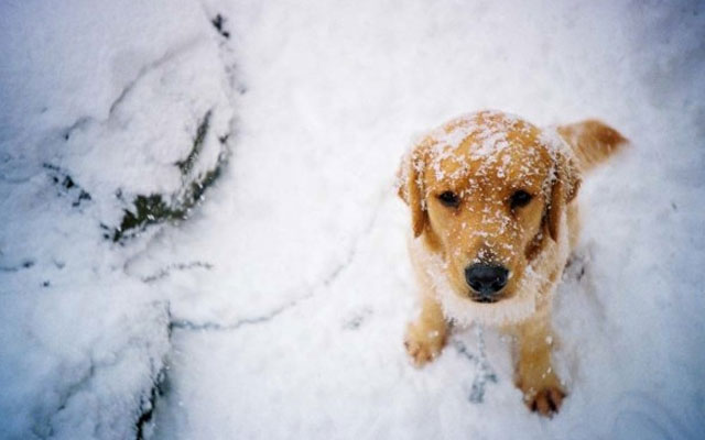 Qué precauciones debes tomar para llevar a tu perro a la nieve