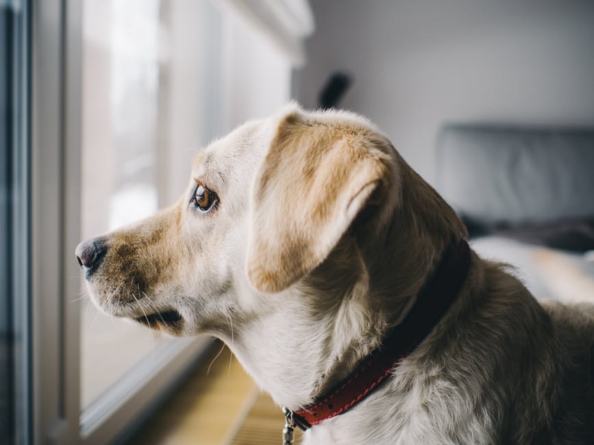 Síntomas ansiedad por separación en perros