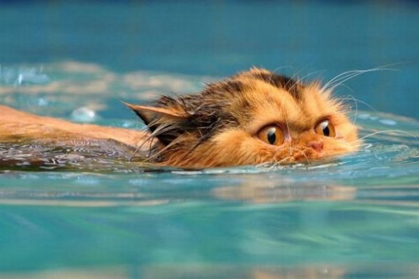 Tu gato tiene PÁNICO ABSOLUTO al agua y es imposible bañarlo