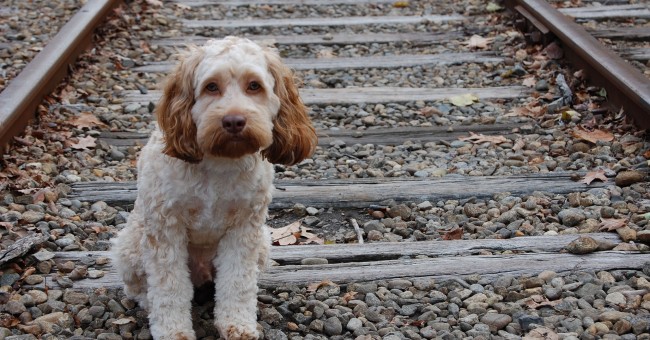 adopción perros abandonados argentina