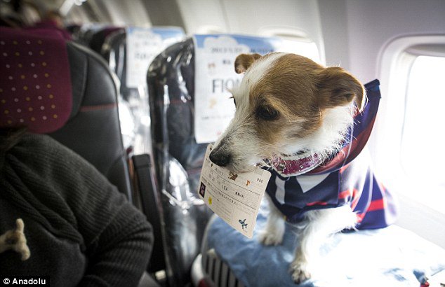 aerolinea japonesa permite viajar con mascotas en cabina