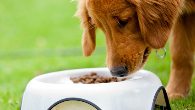 Alimentos para perros con problemas digestivos