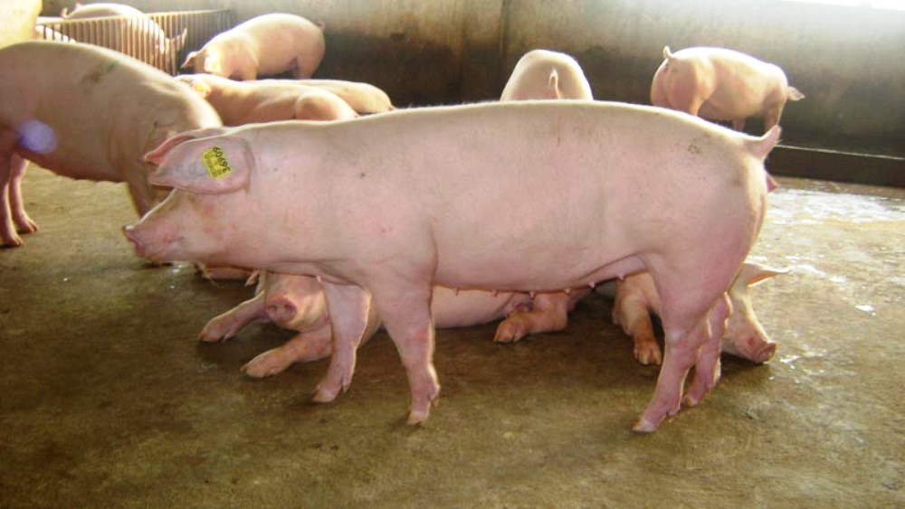 animales de granja cerdos