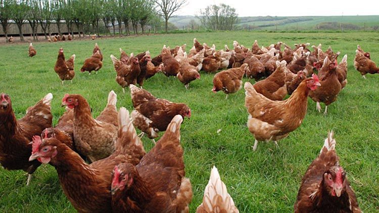 animales de granja gallinas