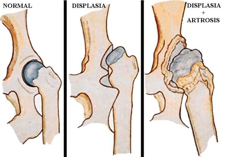 Causas de la displasia de cadera en perros