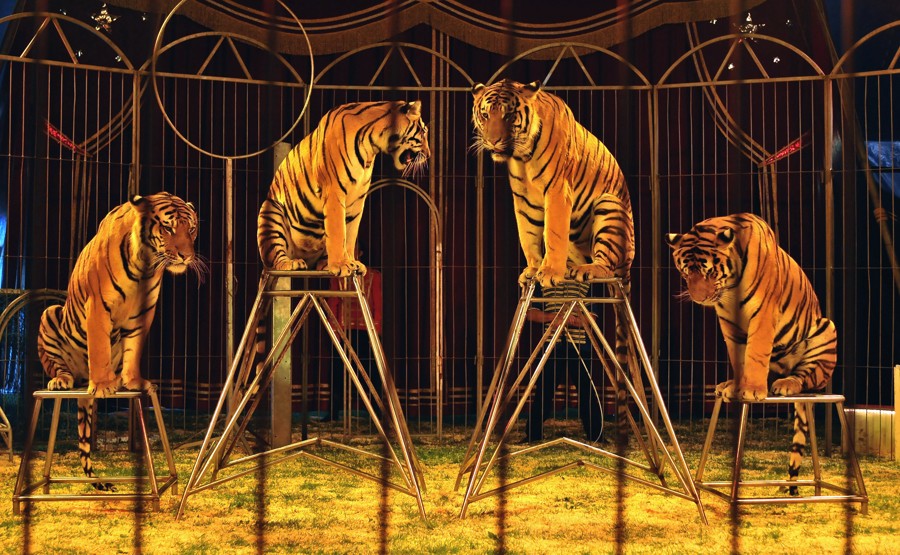 Madrid prohibe los circos con animales
