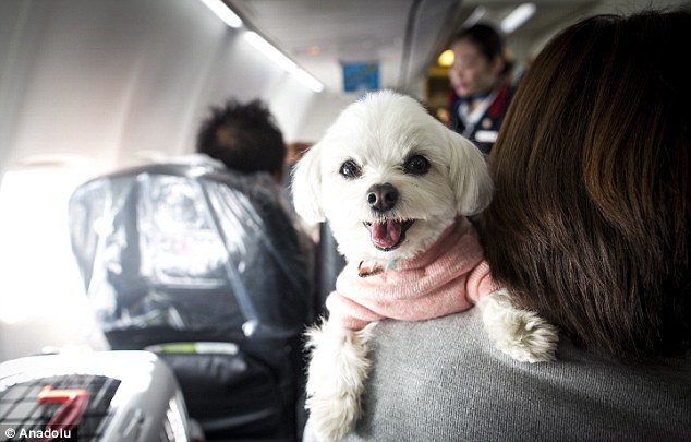 Cómo asegurar la seguridad de las mascotas durante el vuelo