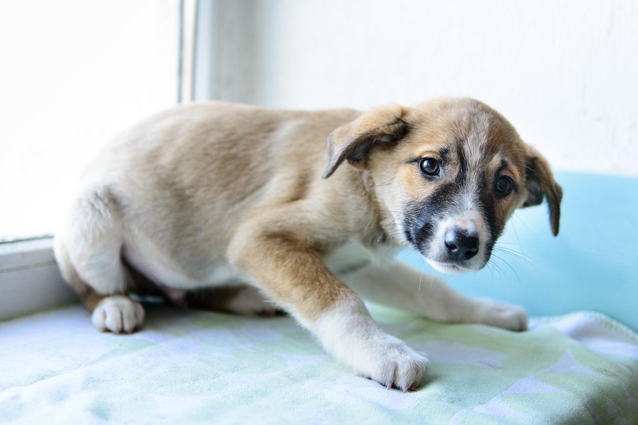 Consejos Clave Para Relajar A Un Perro Nervioso Desc Brelo