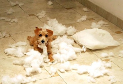 Consejos para evitar que tu perro destroce tu casa