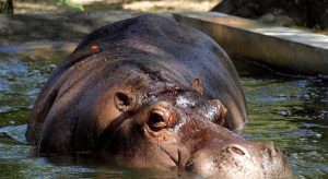 delincuentes el salvador hipopotamo