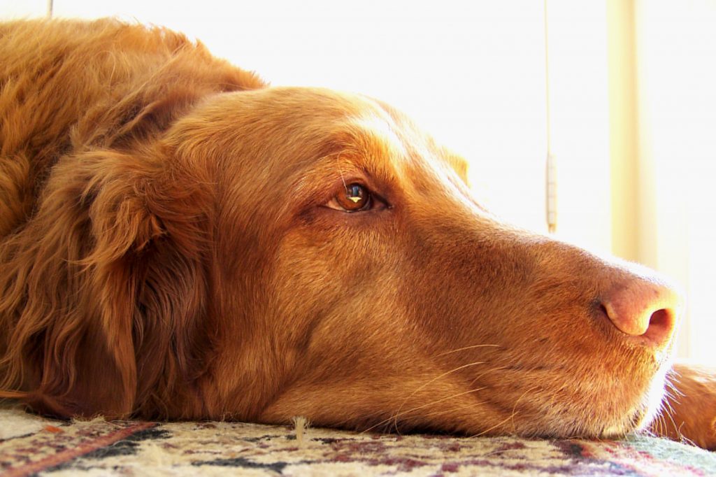 Diagnóstico y tratamiento del hipertiroidismo en los perros
