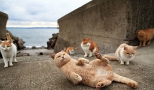 gatos playa