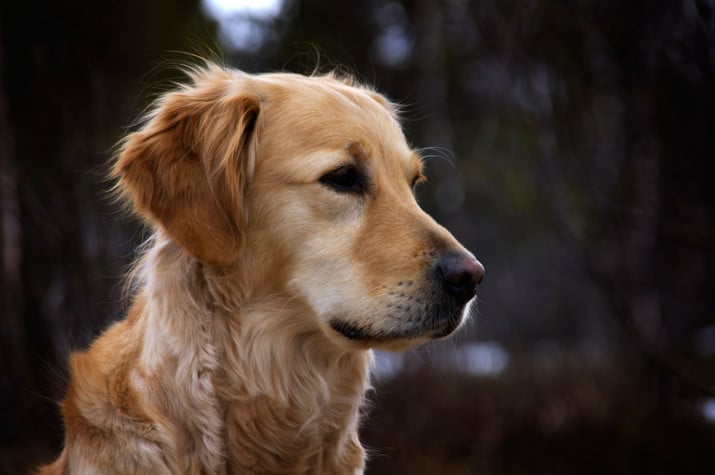 Insuficiencia renal en crónica en perros