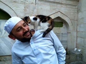 gatos callejeros mezquita