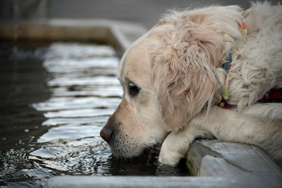 Motivos por los que un perro tiene mucha sed