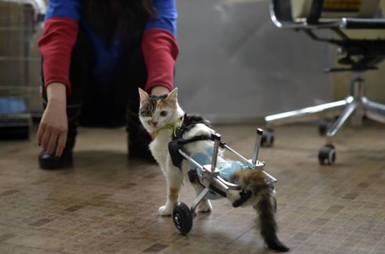 patas bionicas para gatos discapacitados