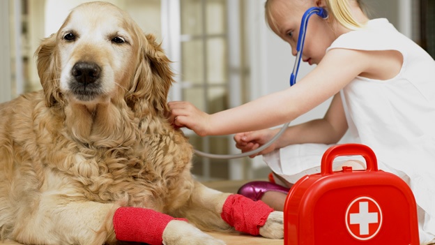 Por qué es importante tener un maletín de primeros auxilios para mascotas