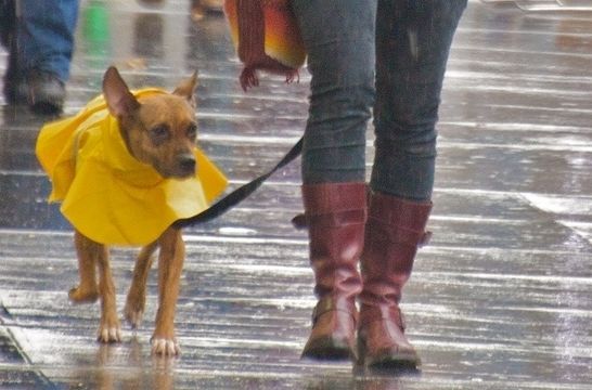 proteger a mi perro de la lluvia