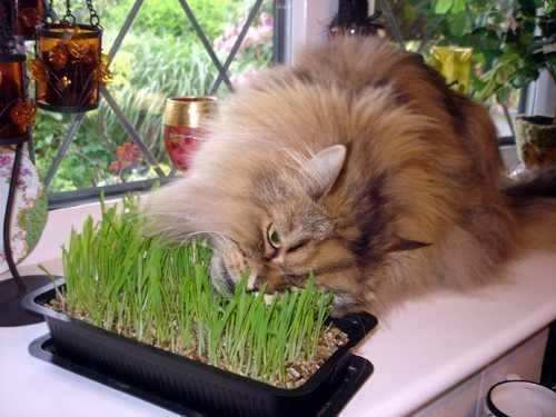 Qué les produce a los gatos la hierba gatera