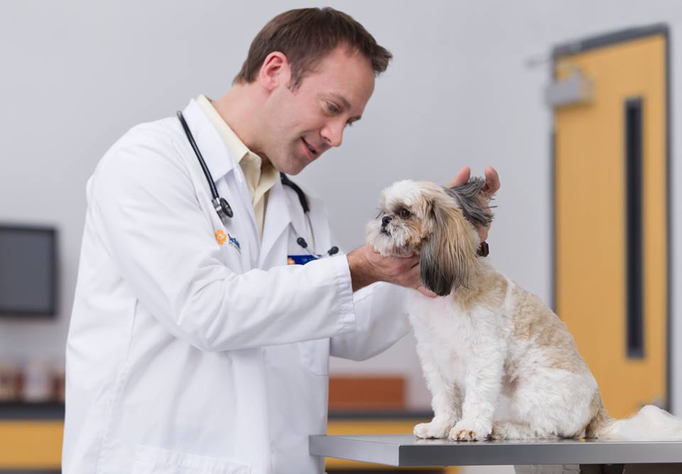 Recuerda llevar a tu perro al veterinario