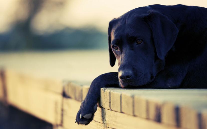 Síntomas para detectar el hipotiroidismo canino