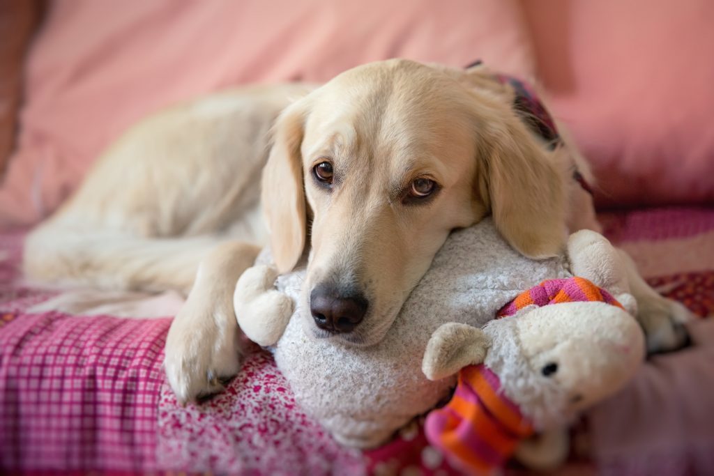 Tipos de insuficiencia renal canina