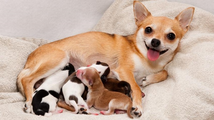 Un parto canino puede pausarse hasta el día siguiente y luego continuar