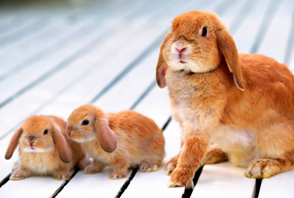 A mi Conejo se le CAE el PELO, ¿qué le pasa? Causas y Tratamiento