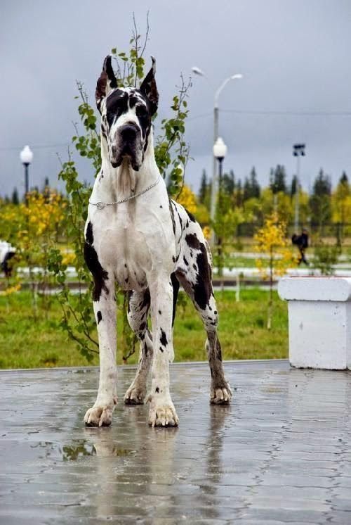 las razas de perro más grandes del mundo el gran danés