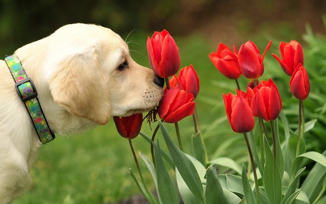 Por qué los perros se huelen la memoria olfativa