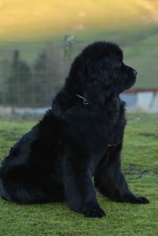  las razas de perro más grandes del mundo el Terranova