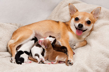 Alimentación de las perras durante la lactancia