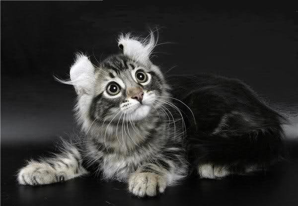 Carácter del gato American curl