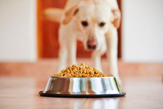 Consejos para alimentar bien a tu mascota