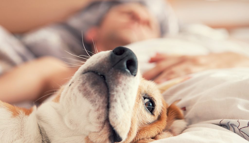 Dormir con tu perro es tu decisión