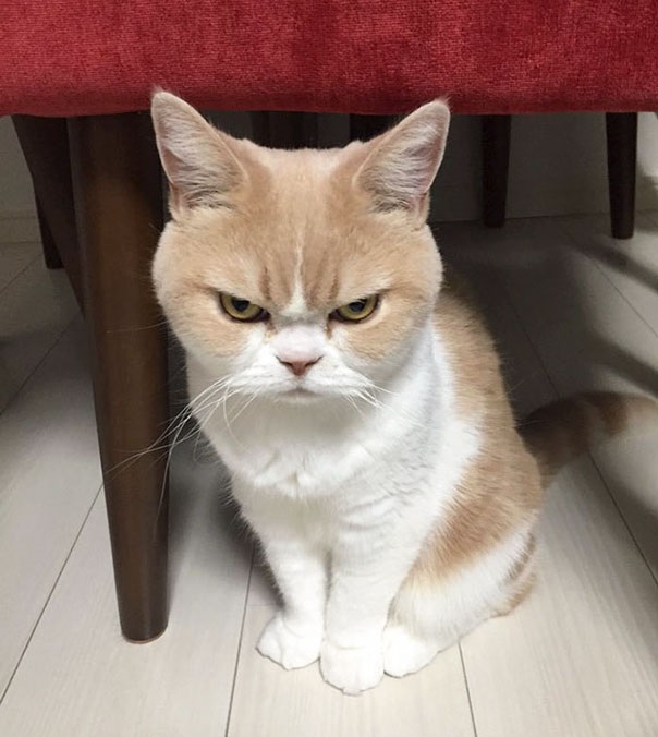 gato japones enfadado