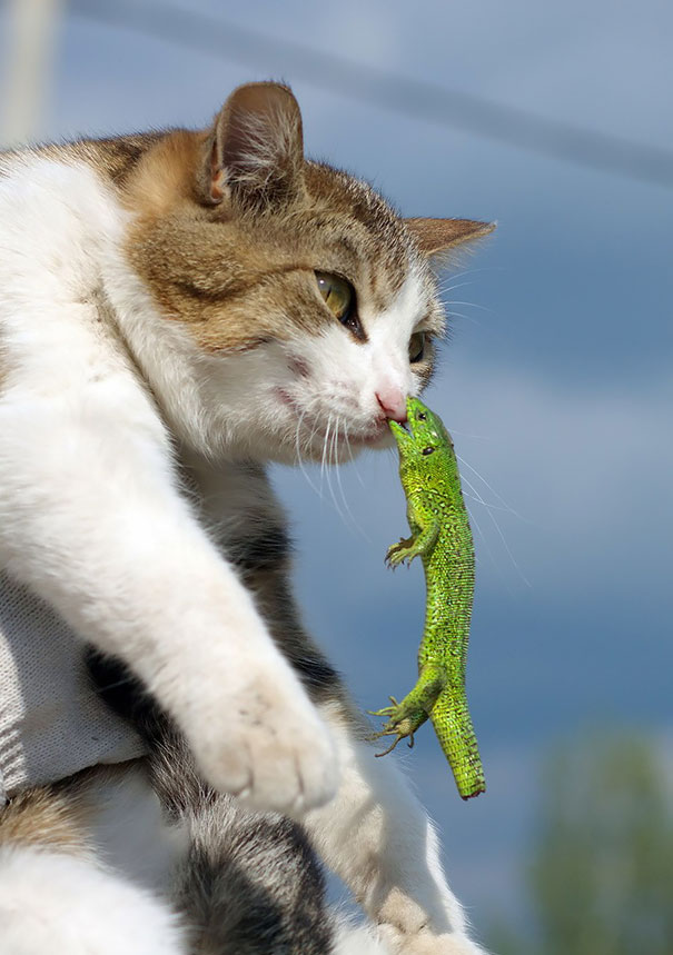 gato contra lagarto