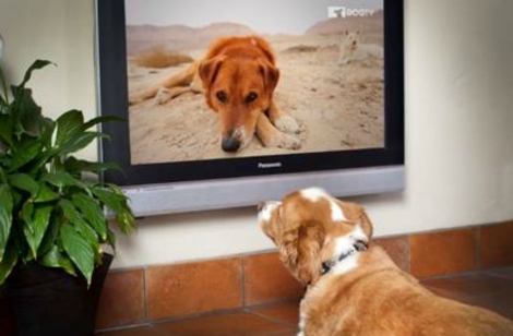 los perros ven la tele