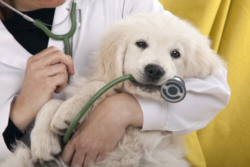 Malas prácticas veterinarias