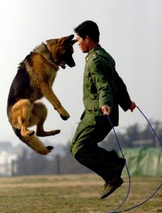 perro policia y entrenador