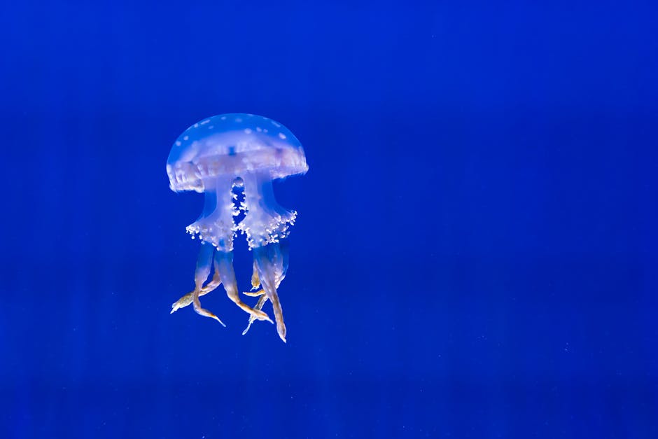 medusas de mar