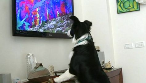 podría la tele despertar interés en un perro