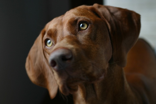 Síntomas de la conjuntivitis en perros o canina