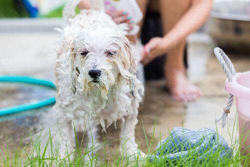 Bañar a tu perro con champú de avena