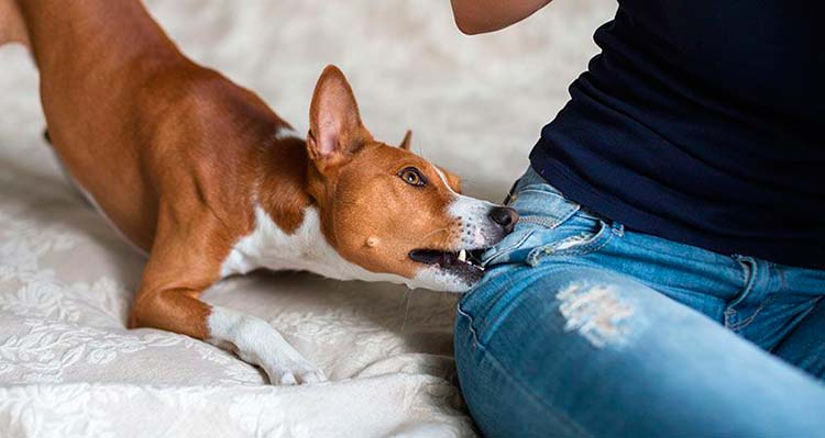 Consejos para evitar que tu perro muerda los muebles